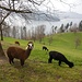 Lamas grüssen bei Utigen
