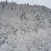 Viel Schnee auf den Bäumen unterhalb vom Weissenstein