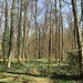 Der lichte Frühlingswald - welch ein Genuss