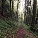 Waldpfad hinunter ins Vallée des Bois