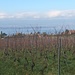 Hier beginnt der Genfer Weinbau