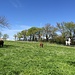 Pferde auf der Weide bei Les Sarrasins