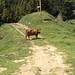 Diese Kuh verstellt mir den Weg!!