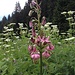 Blumenpracht am Wegesrand