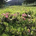 Alpenrosen