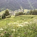 tolle Blumenpracht