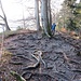 Wurzelweg am Känzele ...