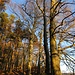 die tiefstehende Sonne ...