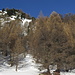 winterlicher Lärchenwald, am Alpsträsschen, nahe an der Baumgrenze