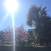 Sonne pur und Palmen - Benvenuti al Ticino