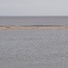 Die der Küste vorgelagerte Sandbank ist stellenweise schwarz mit Seevögeln.