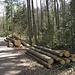 schönes Wandergelände auf bester einsamer Forststrasse