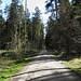 5km immer geradeaus und nichts außer Wald- die hektische Welt ist weit weg....