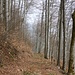 Forstweg zur Randflue. 