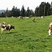 Diese Kühe dürfen schon frisches Gras fressen.