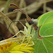 Zitronenfalter (Gonepteryx rhamni) ♂ auf Huflattich (Tussilago farfara)