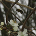 Biene im Anflug auf eine Schlehenblüte / Ape in arrivo su un fiore di un prugnolo