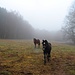 Bei Neuhof: Zwei Pferde begrüßen mich und wünschen mir eine schöne Tour.