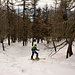 Paglietta : un mélezin taillé pour le ski...manque juste la poudre !