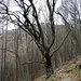 Il sorbo del Pessina, albero monumentale