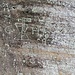 Inschrift GH 1699