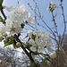 ... und schönste Obstbaumblüten ,,,