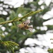 Ein rechter Mops dafür, dass das Wintergoldhähnchen der kleinste Vogel Europas ist.