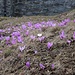 Albino-Lichblume inmitten der lila Artgenossen