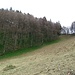 Der grüne Bärlauch im Wald bildet einen starken Kontrast zur braunen Wiese.