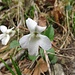 Weisses Veilchen (Viola alba)