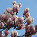 Magnolienblüten schon über dem Zenith oder auch von der Kälte der letzten Tage etwas mitgenommen