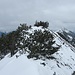 Wenige Meter vor dem eigentlichen Gipfel der Blaubergschneid war der Latschengrat nicht mehr durchgängig verschneit, daher hier Endstation. Rechts der Halserspitz