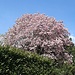 Maestosa magnolia in fiore