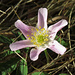 Buschwindröschen (Anemone nemorosa) <br />Es gibt sie auch in rosa / esistono anche in rosa