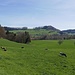 Campagne printanière à Rüedisbach
