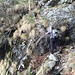 Saggiando il cavo da elettricista (circa 1400 m di quota)