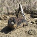 tierische Idylle auf Cubly Dessous 3 - diesen Wollschweinen scheint's zu gefallen