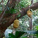 Für Leute die mehrere Tage im Dschungel unterwegs sind kann es von Nutzen die essbaren Pflanzen zu kennen. <br />Hier eine Durian-Frucht (Durio Zibethinus) welche sehr reichhaltig und köstlich ist aber einen üblen Geruch hat. <br />In den Urwäldern der Seychellen trifft man diesen Baum oft an.<br />