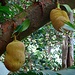 Im Zoom: Durian-Frucht (Durio Zibethinus) welche sehr reichhaltig und köstlich ist aber einen üblen Geruch hat. <br />In den Urwäldern der Seychellen trifft man diesen Baum oft an.