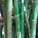 Bambus - Durchmesserder einzelnen Rohre ca. 10 bis 15 cm.