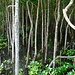 Blick in den Mangrovenwald.