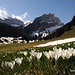 Blühende Krokusse im Alpstein