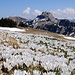 Weisser Blumenteppich auf der Alp Sigel