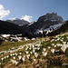 Krokusblüte auf der Alp Rheintaler Sämtis