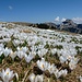 Weisses Blumenmeer auf der Alp Sigel