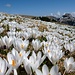 Krokusblüte auf der Alp Sigel