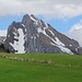 Was für ein Kontrast: Unten saftig grün und oben noch braungrün - Der Wildhuser Schafberg von der Alp Scharten aus gesehen.