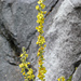 Val Calnegia - Blumen vor der Felswand des Ri della Rebia