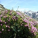 Schöne Alpenflora