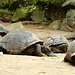 Die auf den Seychellen heimischen Aldabra-Riesenschildkröten im Botanischen Garten.